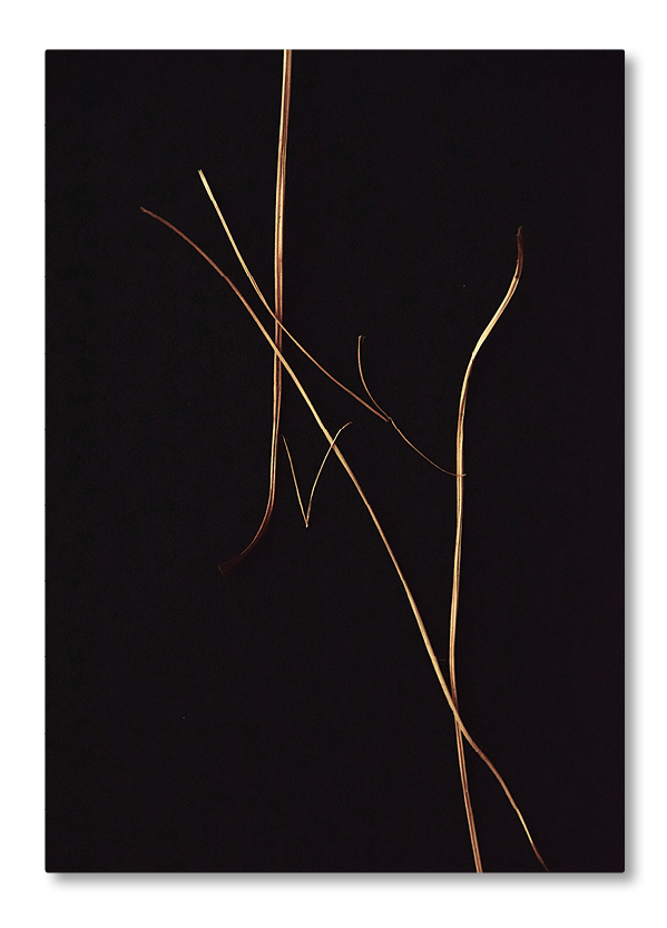Feine, von Licht gezeichnete Grashalme vor tiefschwarzem Hintergrund in minimalistischer Wabi-Sabi-Fotografie.