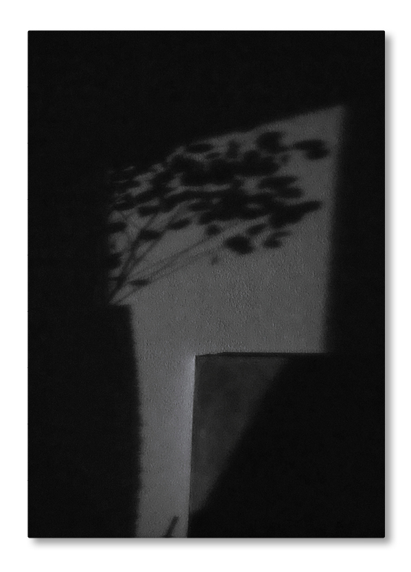 Unscharfer Pflanzenschatten auf einer Wand als minimale Schwarzweißkomposition aus Licht, Form und Vergänglichkeit.