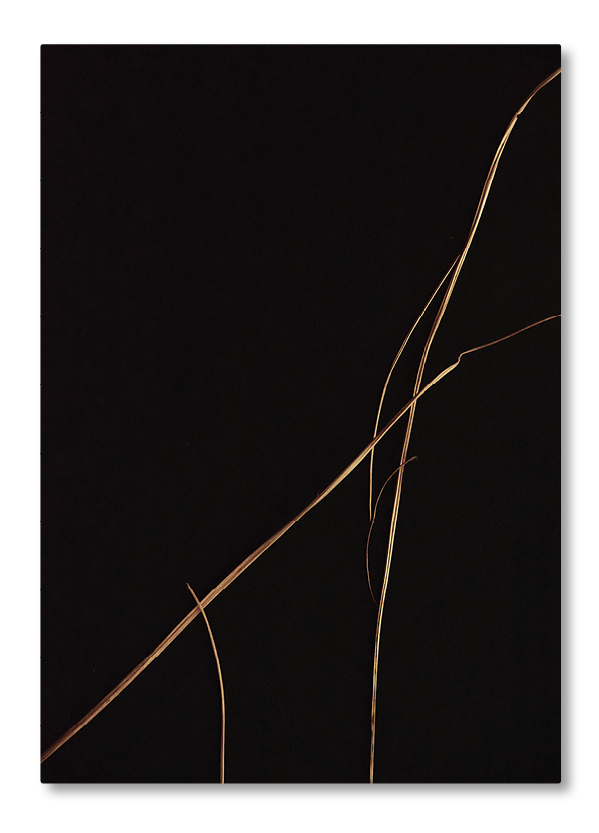 Filigrane Grashalme auf tiefschwarzem Hintergrund bilden eine minimalistische und grafische Naturkomposition.