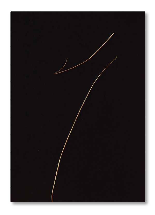 Ein einzelner geschwungener Grashalm und eine feine Linie auf schwarzem Hintergrund in minimalistischer Fine-Art-Fotografie.